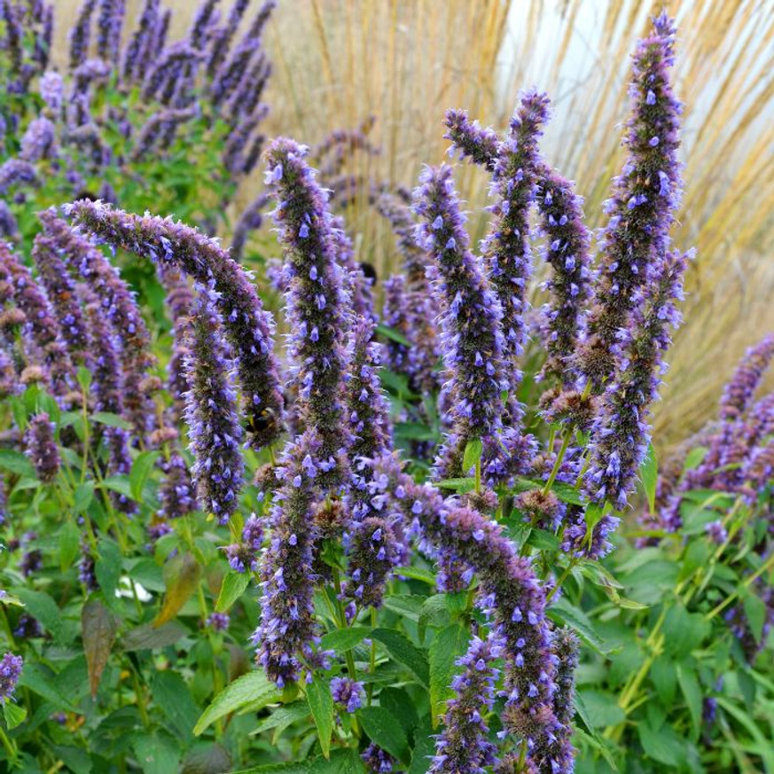 Agastache sp. - Kék virágzatú izsópfű