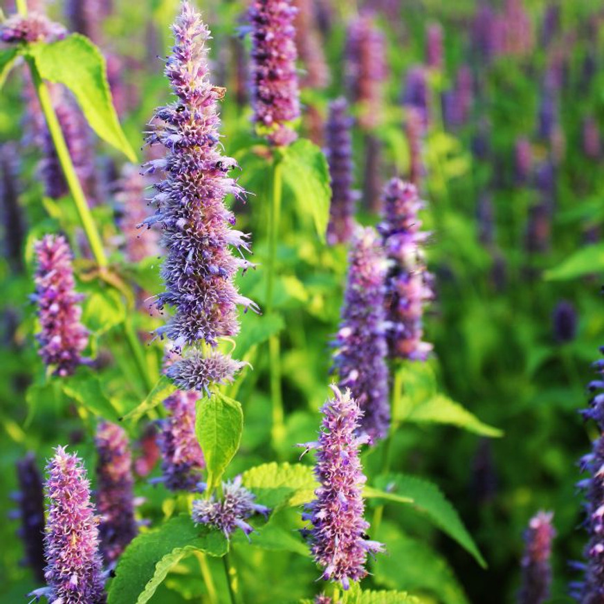 Agastache sp. - Kék virágzatú izsópfű Agastache sp. - Kék virágzatú izsópfű