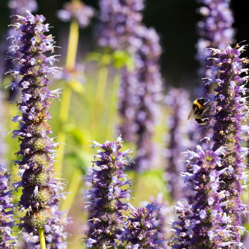 Agastache sp. - Kék virágzatú izsópfű Agastache sp. - Kék virágzatú izsópfű