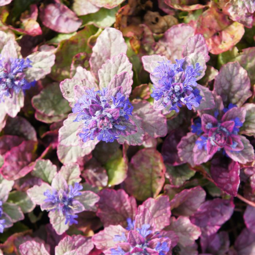 Ajuga reptans Burgundy Glow CS9 - Tarka levelű ínfű