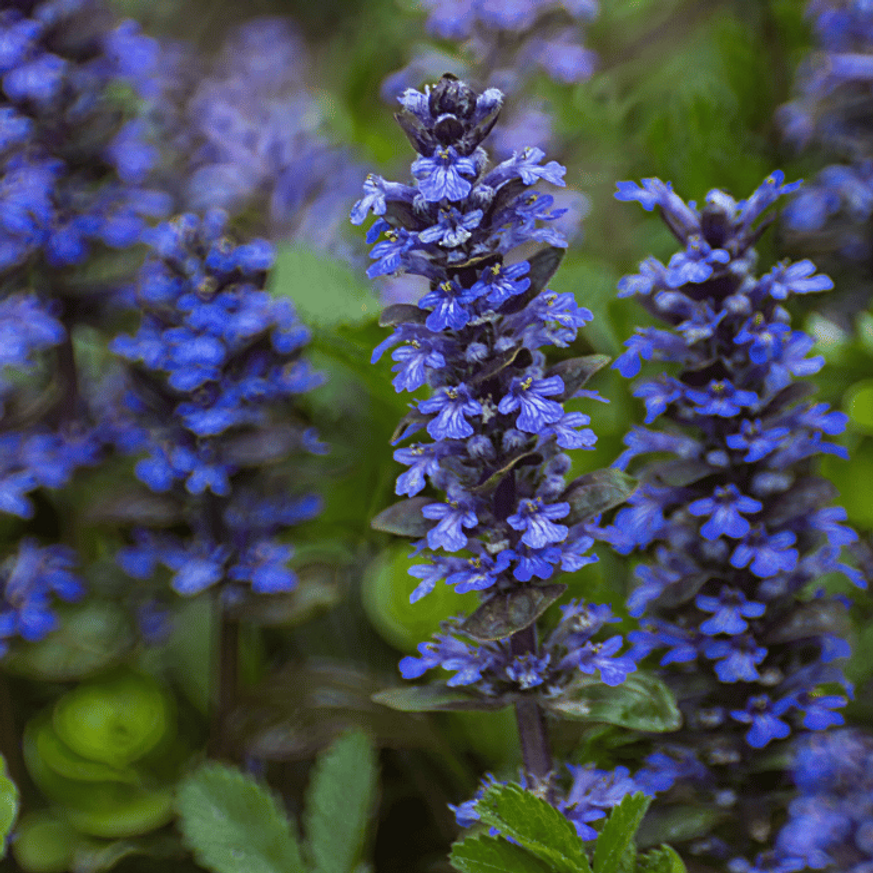 Ajuga reptans - Vörös levelű indás ínfű