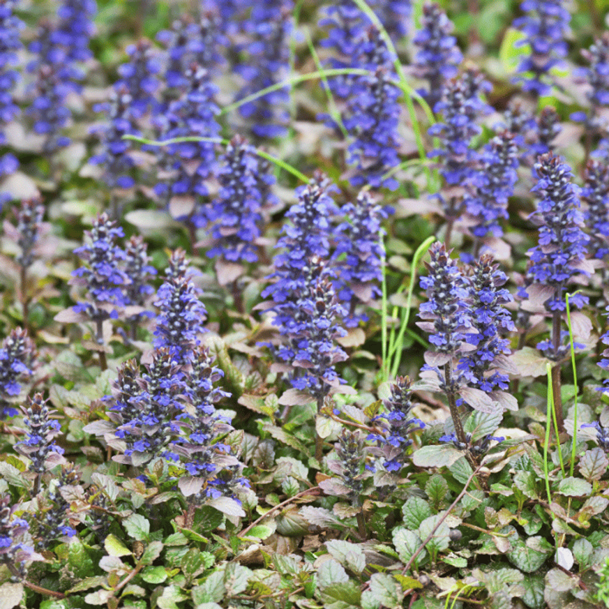Ajuga reptans - Vörös levelű indás ínfű