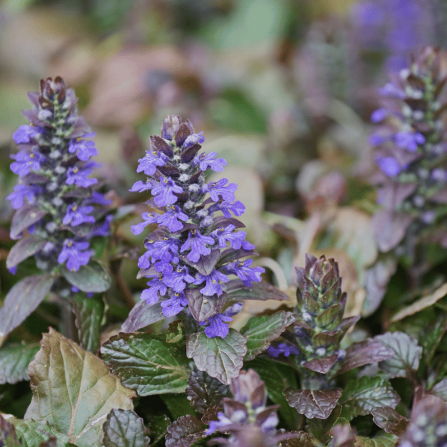 Ajuga reptans - Vörös levelű indás ínfű