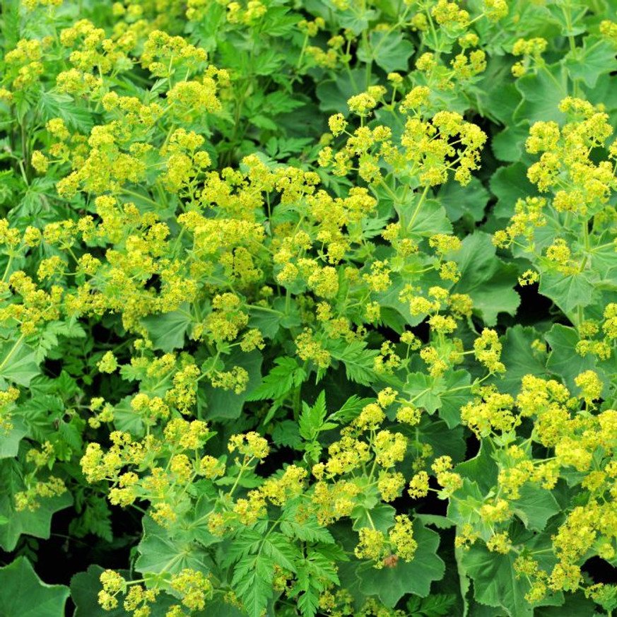Alchemilla mollis - Palástfű