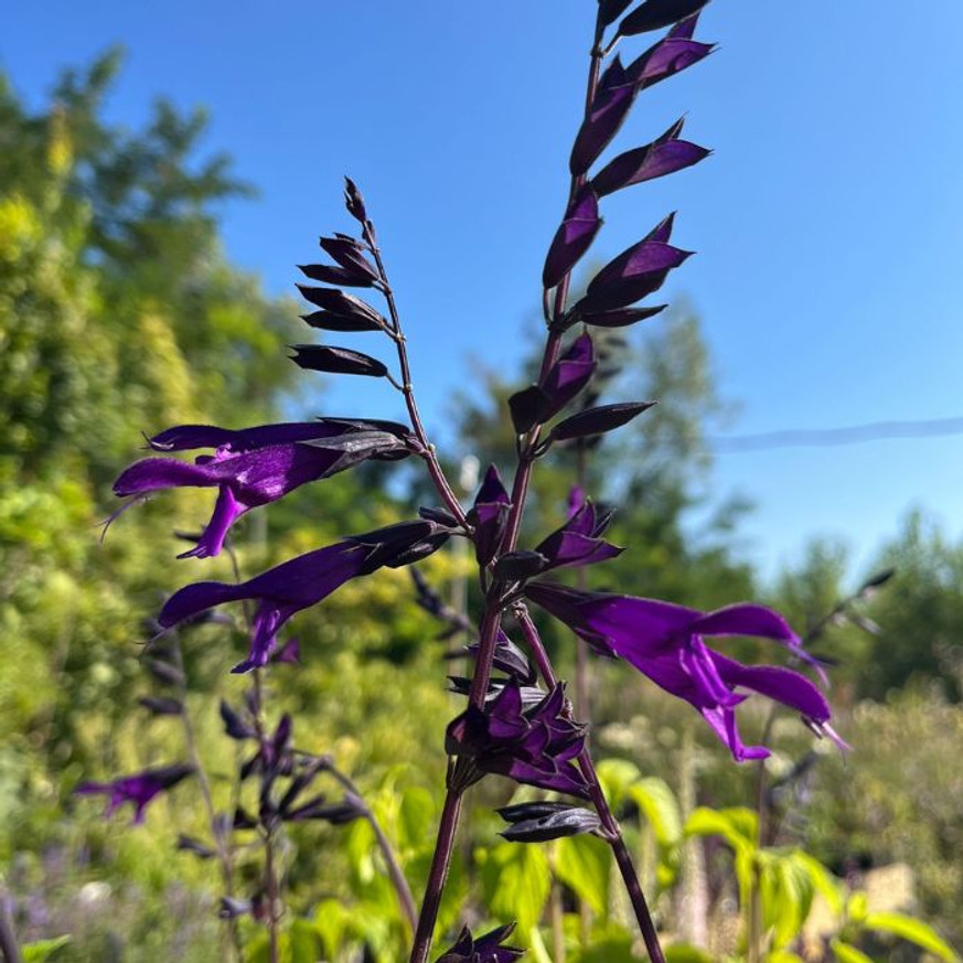 Salvia Amistad - Indigólila zsálya Salvia Amistad - Indigólila zsálya
