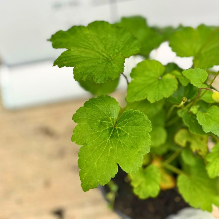 Anemone x hybrida - Fehér szellőrózsa