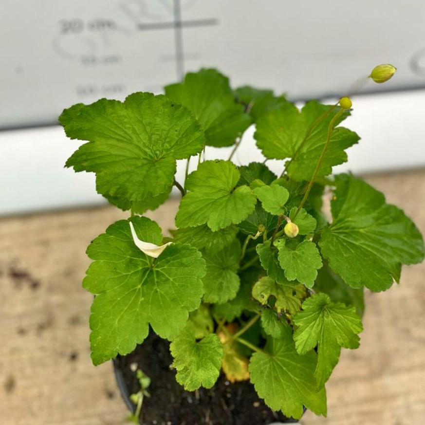 Anemone x hybrida - Fehér szellőrózsa