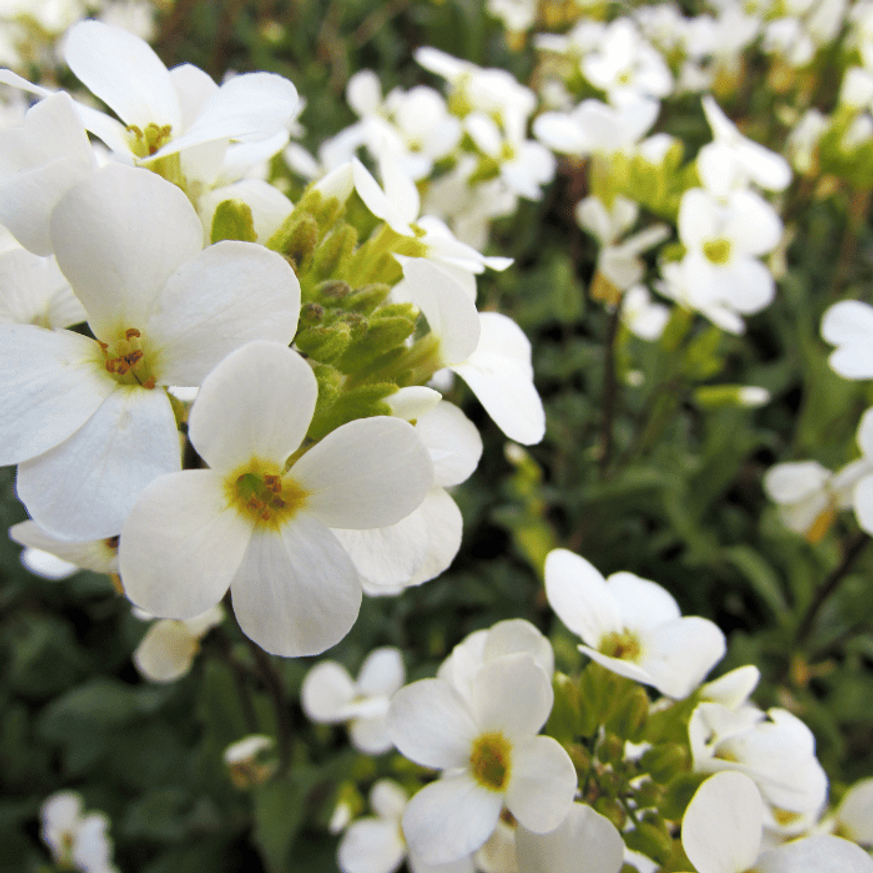 Arabis caucasica CS9 - Fehér ikravirág