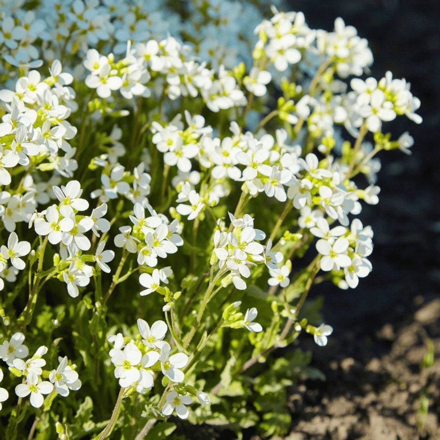 Arabis caucasica CS9 - Fehér ikravirág Arabis caucasica CS9 - Fehér ikravirág