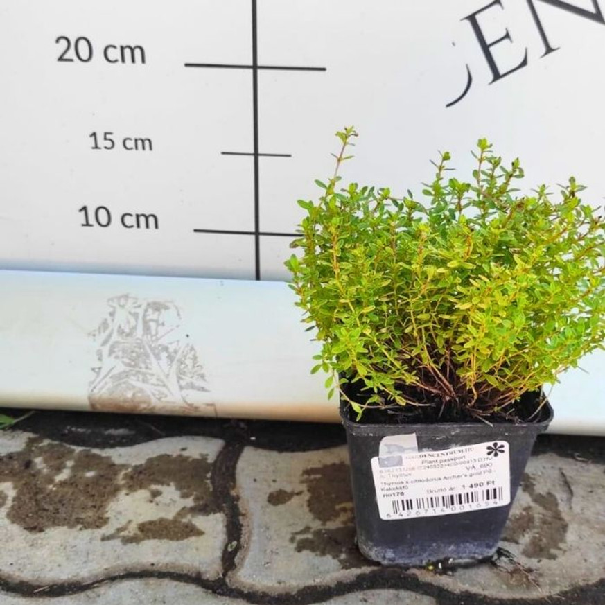Thymus x citriodorus Archer's Gold CS9 - Kakukkfű