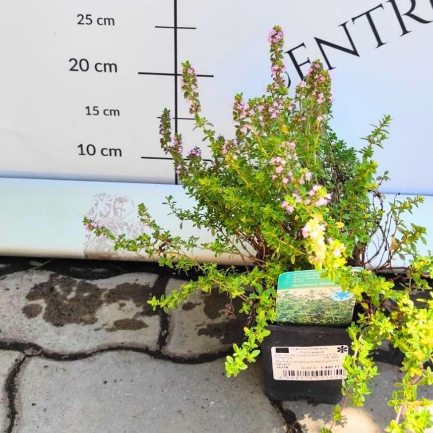 Thymus x citriodorus Archer's Gold CS9 - Kakukkfű