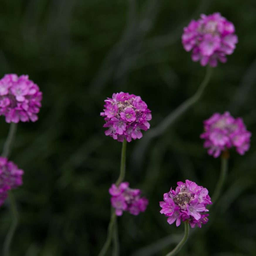 Armeria maritima Rubrifolia - Tengerparti pázsitszegfű
