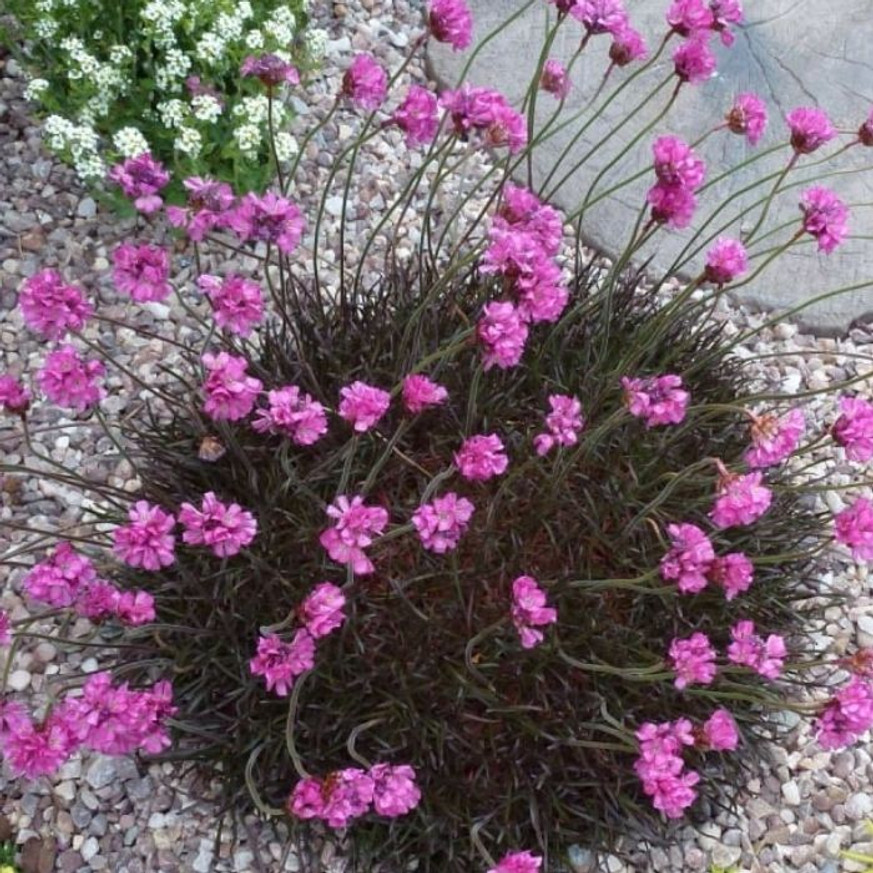 Armeria maritima Rubrifolia - Tengerparti pázsitszegfű
