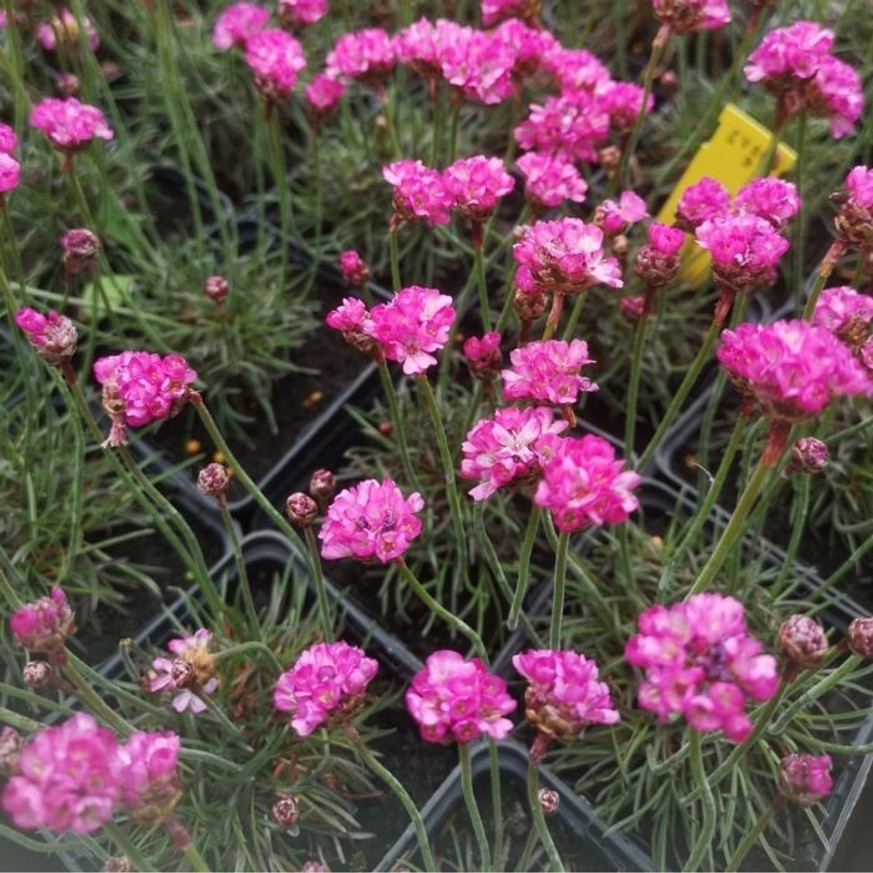 Armeria maritima Vezuv P9 - Rózsaszín tengerparti pázsitszegfű