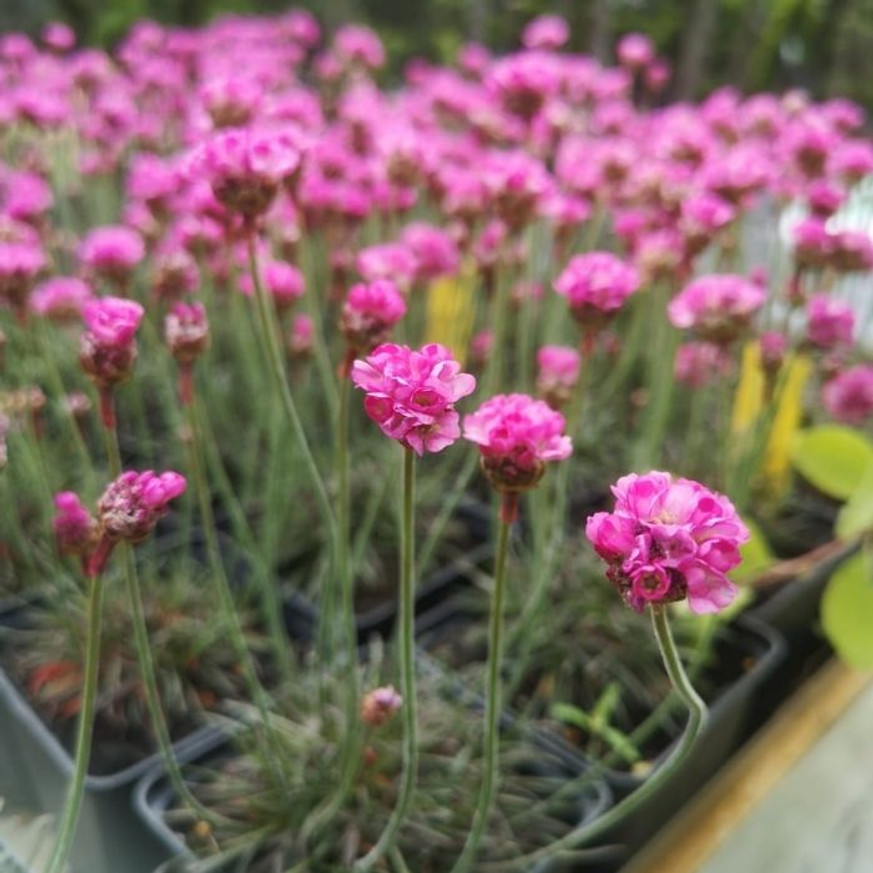Armeria maritima Vezuv P9 - Rózsaszín tengerparti pázsitszegfű