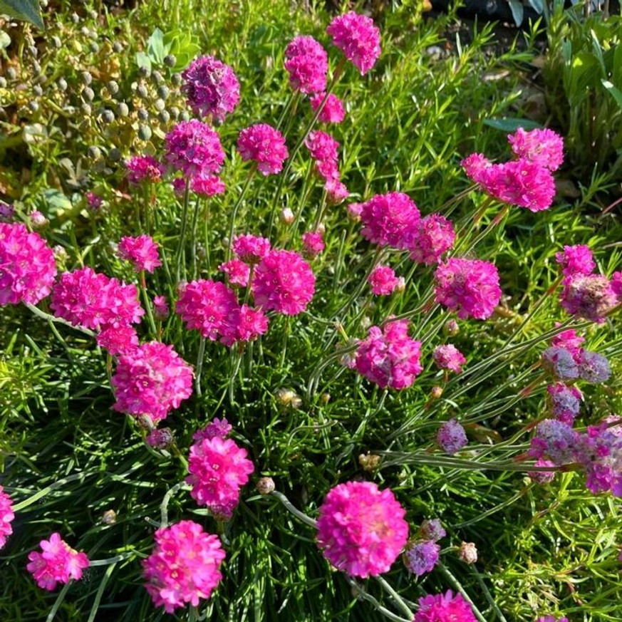 Armeria maritima - Tengerparti pázsitszegfű