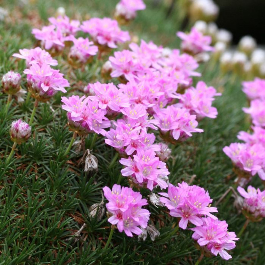Armeria juniperifolia New Zealand Form CS9 - Borókalevelű pázsitszegfű