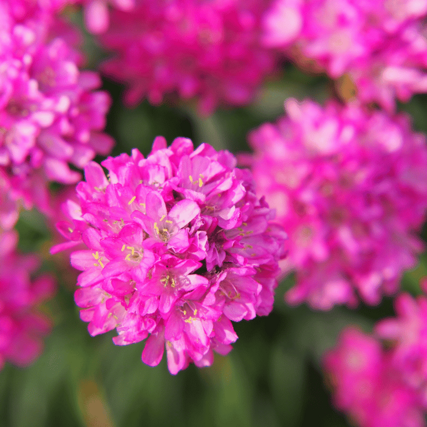 Armeria maritima - Tengerparti pázsitszegfű