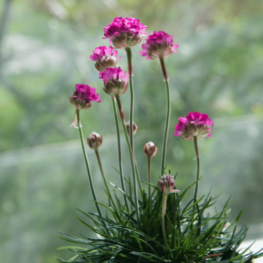 Armeria maritima - Tengerparti pázsitszegfű