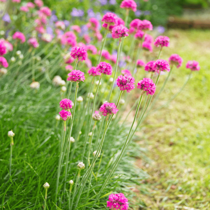 Armeria maritima - Tengerparti pázsitszegfű