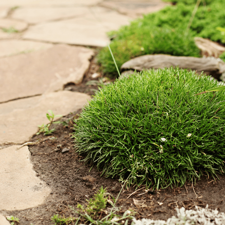 Armeria maritima - Tengerparti pázsitszegfű
