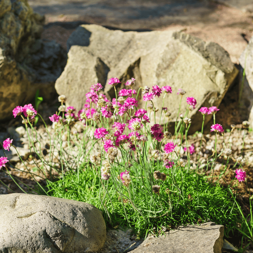 Armeria maritima - Tengerparti pázsitszegfű