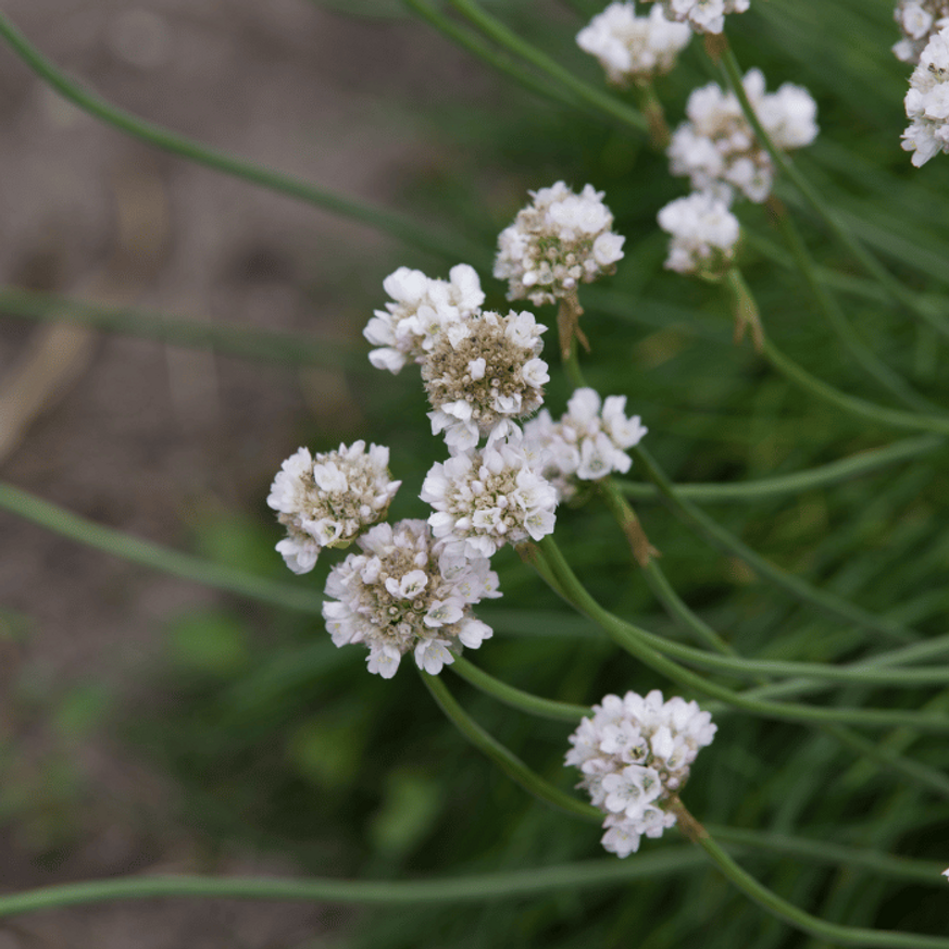 Armeria maritima Alba CS9 - Fehér tengerparti pázsitszegfű Armeria maritima Alba CS9 - Fehér tengerparti pázsitszegfű