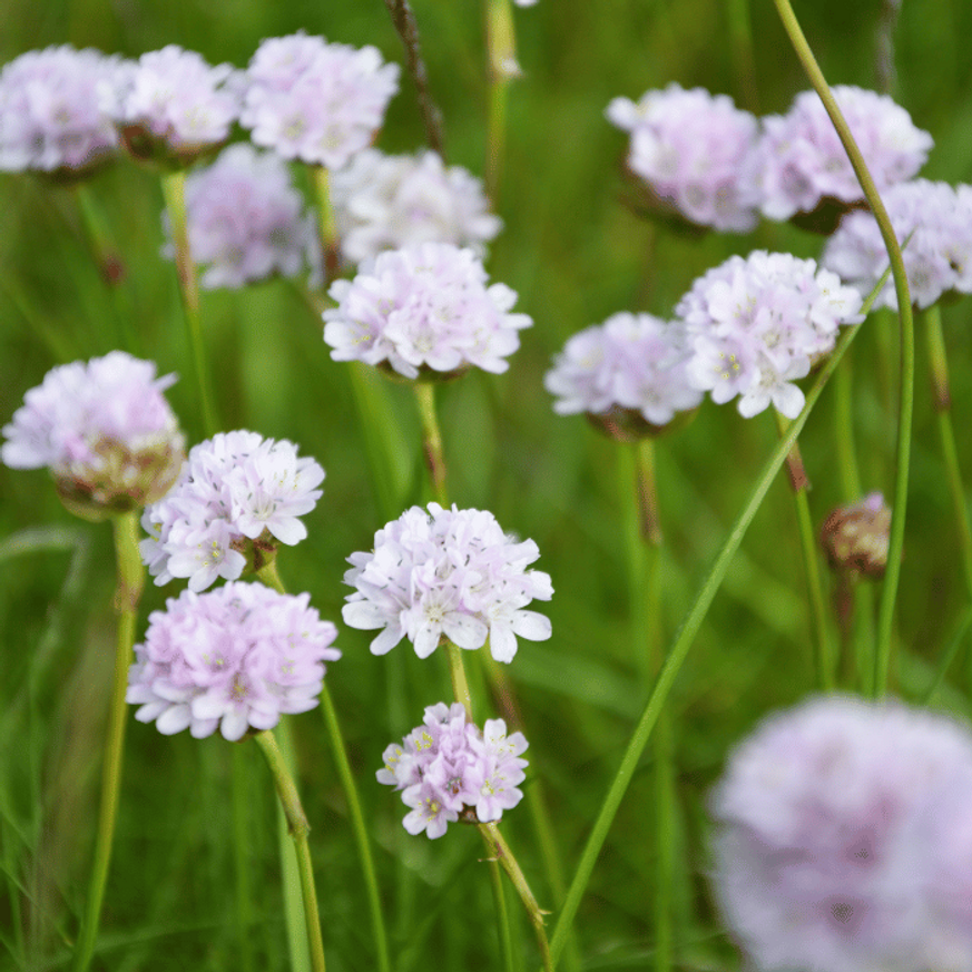 Armeria maritima Alba CS9 - Fehér tengerparti pázsitszegfű