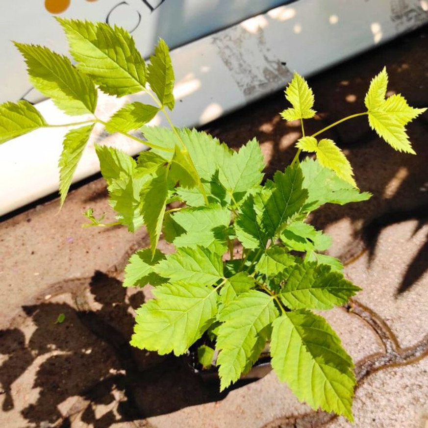 Aruncus dioicus - Erdei tündérfürt