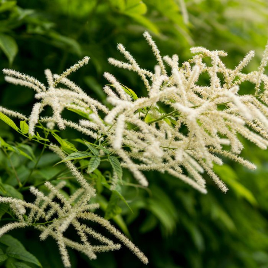Aruncus dioicus - Erdei tündérfürt