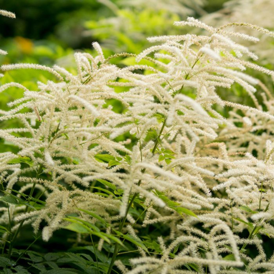 Aruncus dioicus - Erdei tündérfürt