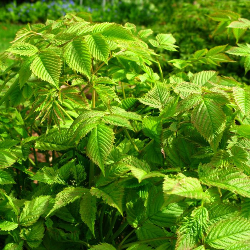Aruncus dioicus - Erdei tündérfürt
