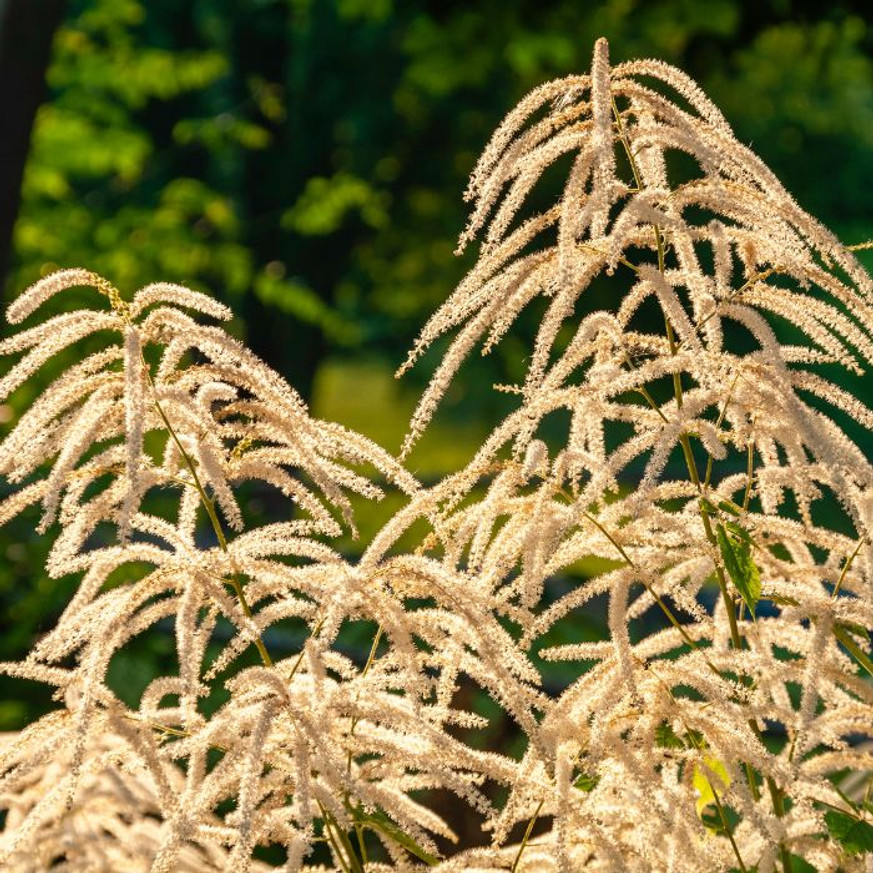 Aruncus dioicus - Erdei tündérfürt