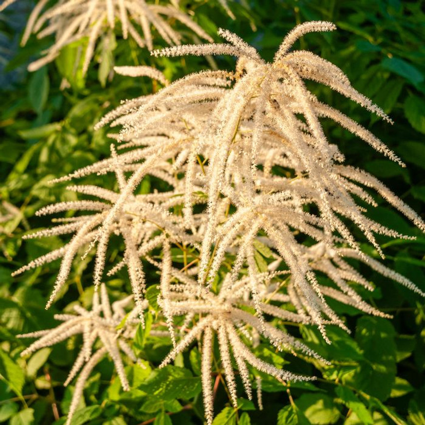 Aruncus dioicus - Erdei tündérfürt
