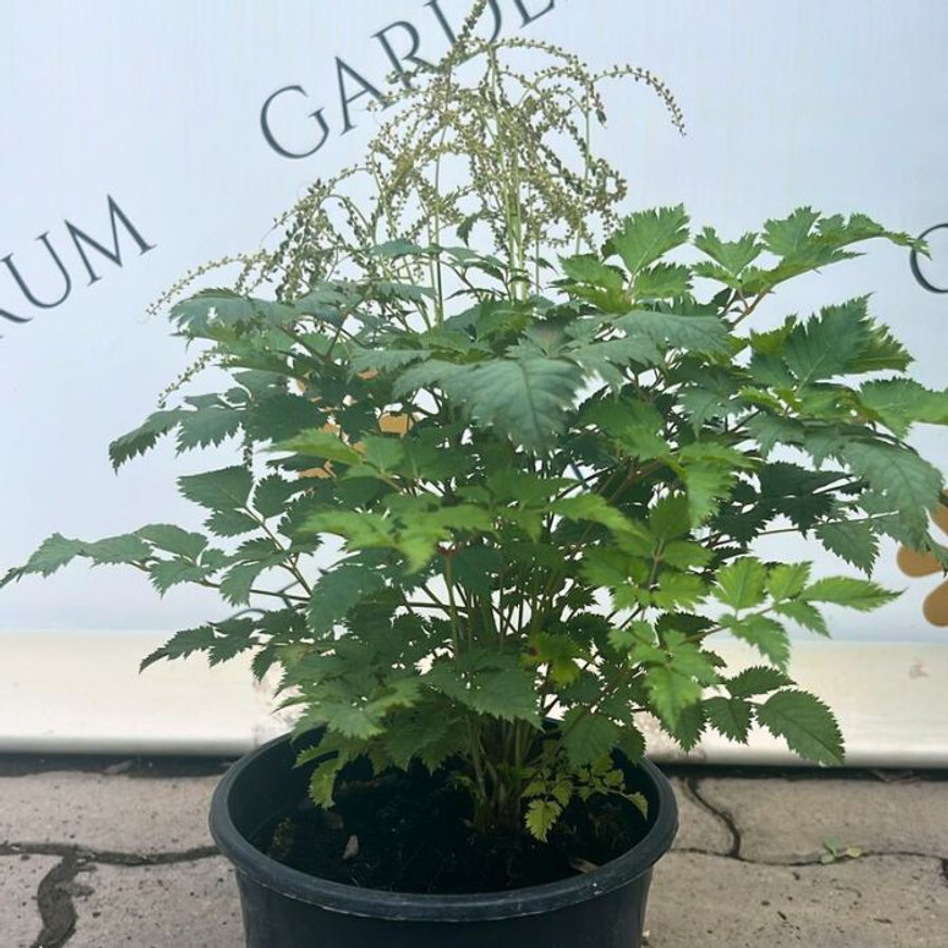 Aruncus dioicus - Erdei tündérfürt