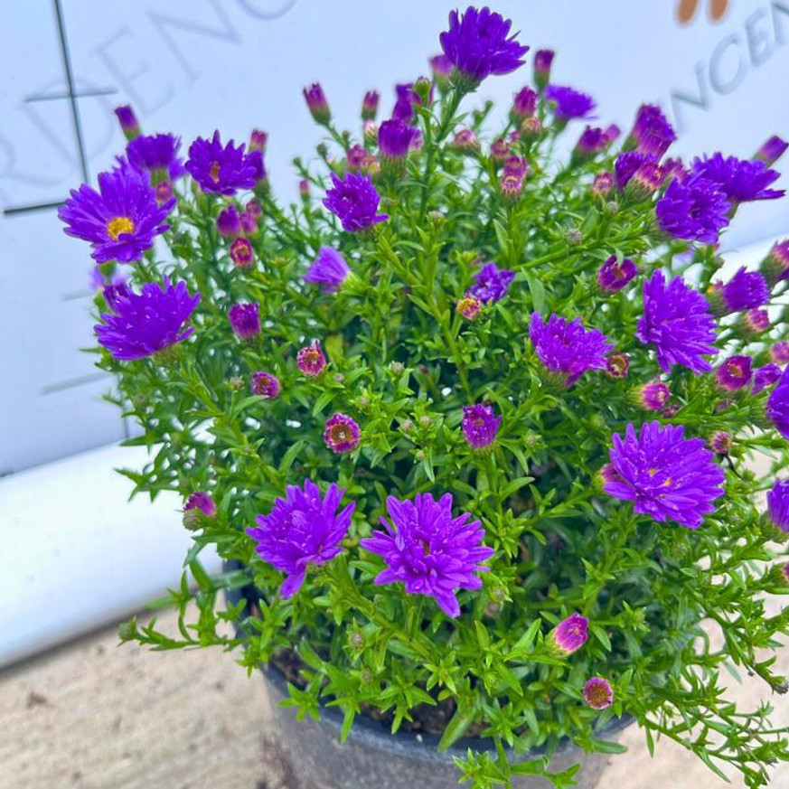 Aster dumosus - Lila törpe őszirózsa Aster dumosus - Lila törpe őszirózsa