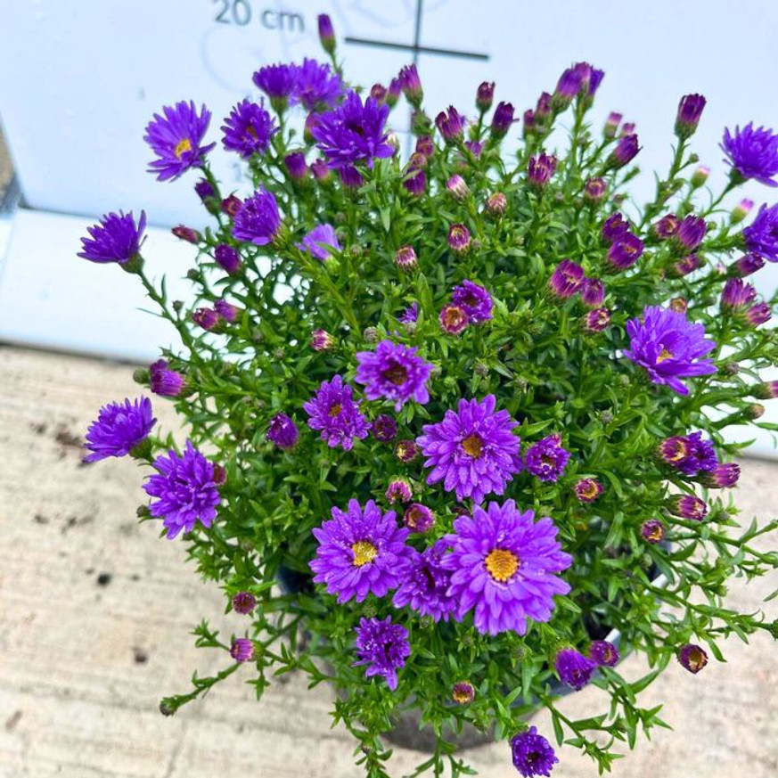 Aster dumosus - Lila törpe őszirózsa
