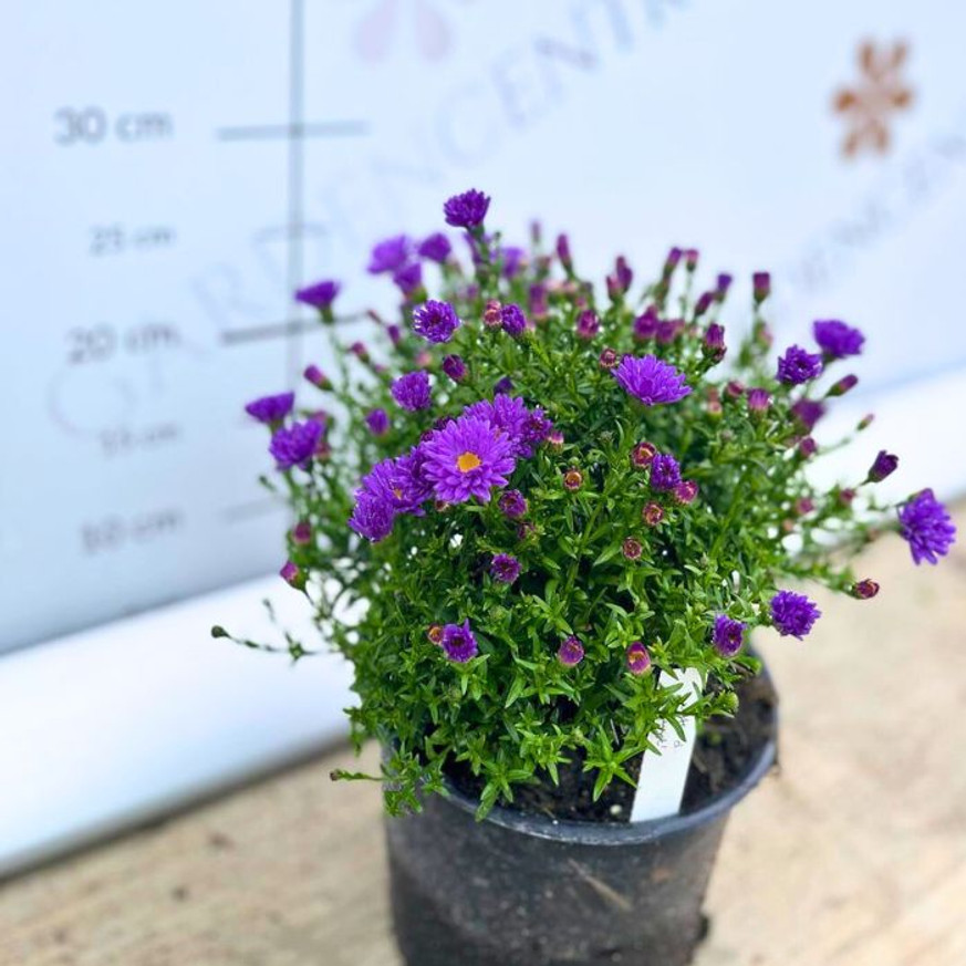 Aster dumosus - Lila törpe őszirózsa Aster dumosus - Lila törpe őszirózsa