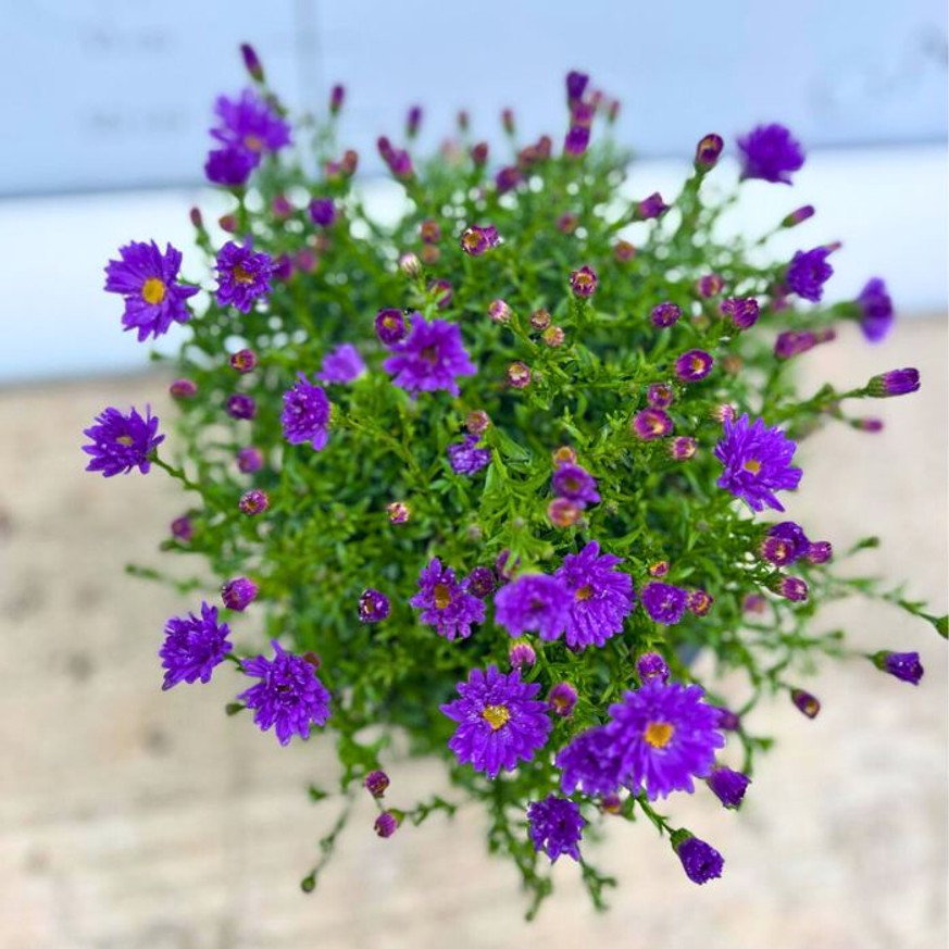 Aster dumosus - Lila törpe őszirózsa Aster dumosus - Lila törpe őszirózsa