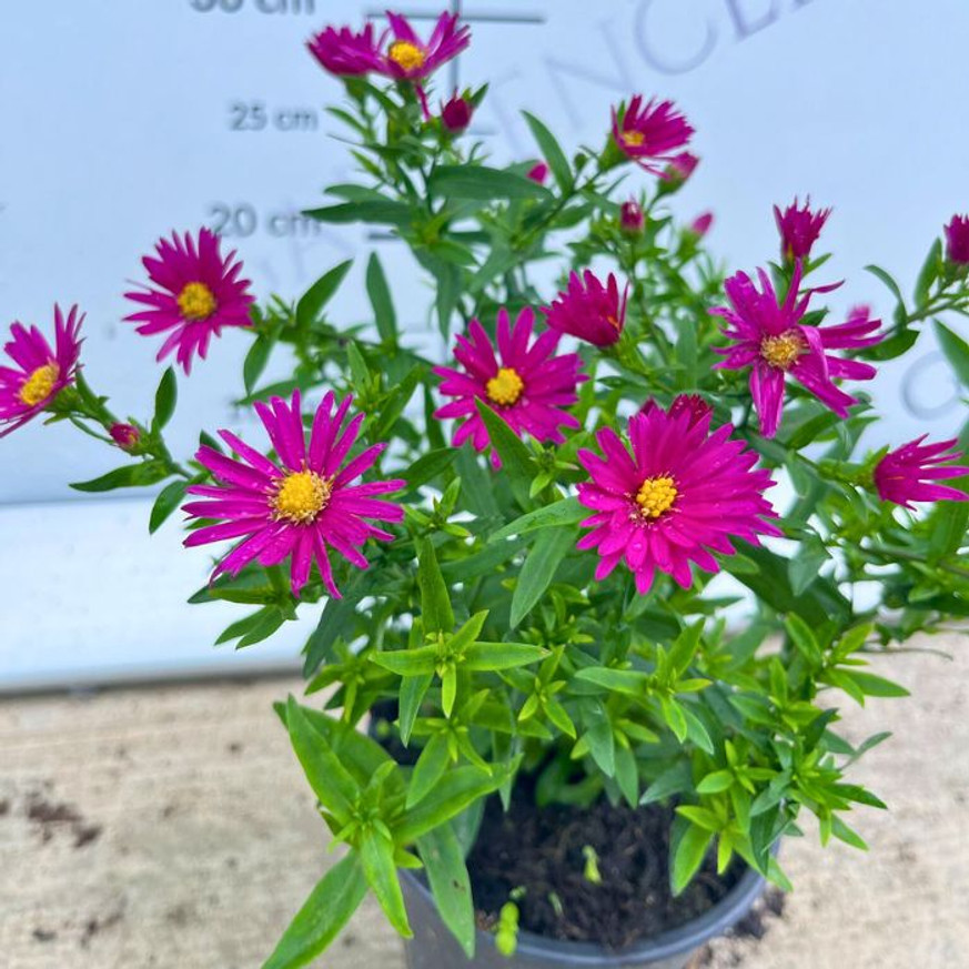 Aster dumosus - Törpe rózsaszín őszirózsa