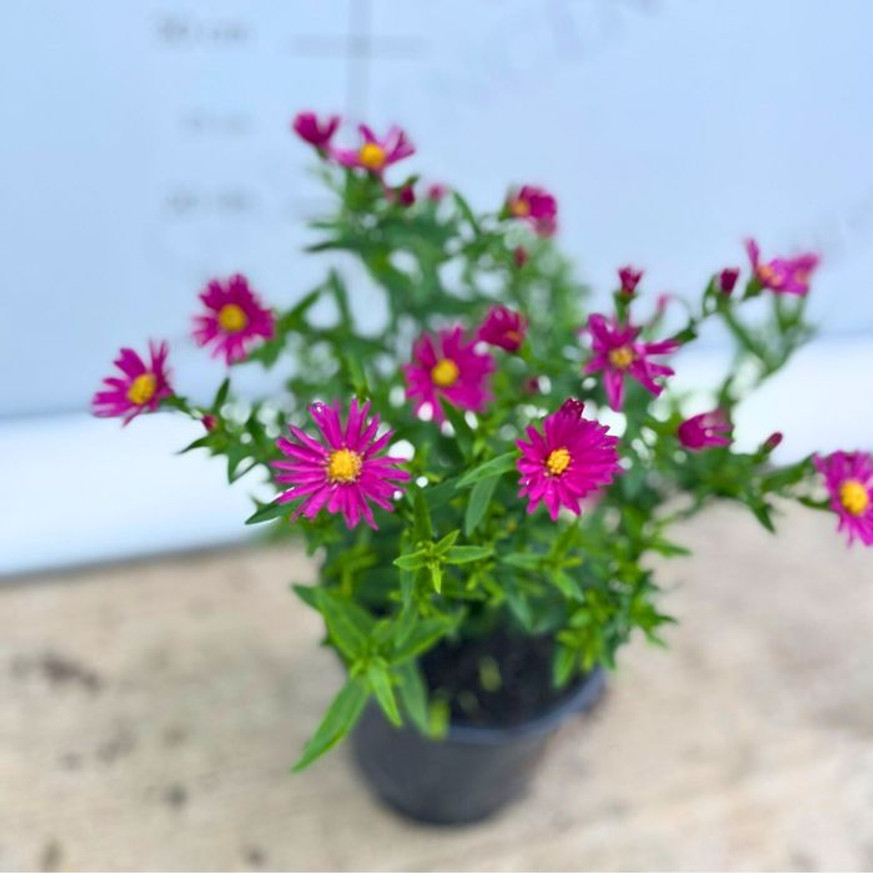 Aster dumosus - Törpe rózsaszín őszirózsa