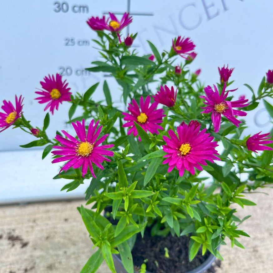 Aster dumosus - Törpe rózsaszín őszirózsa