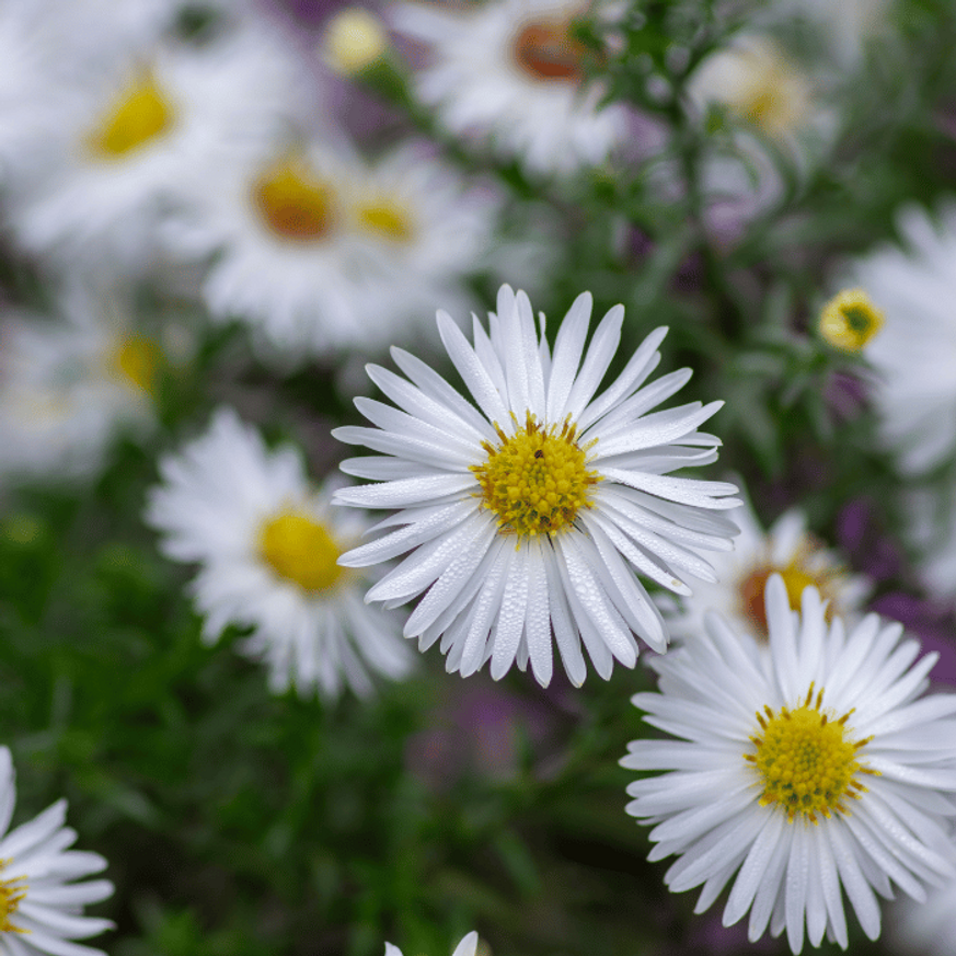 Aster ageratoides Starshine CS9 - Fehér őszirózsa