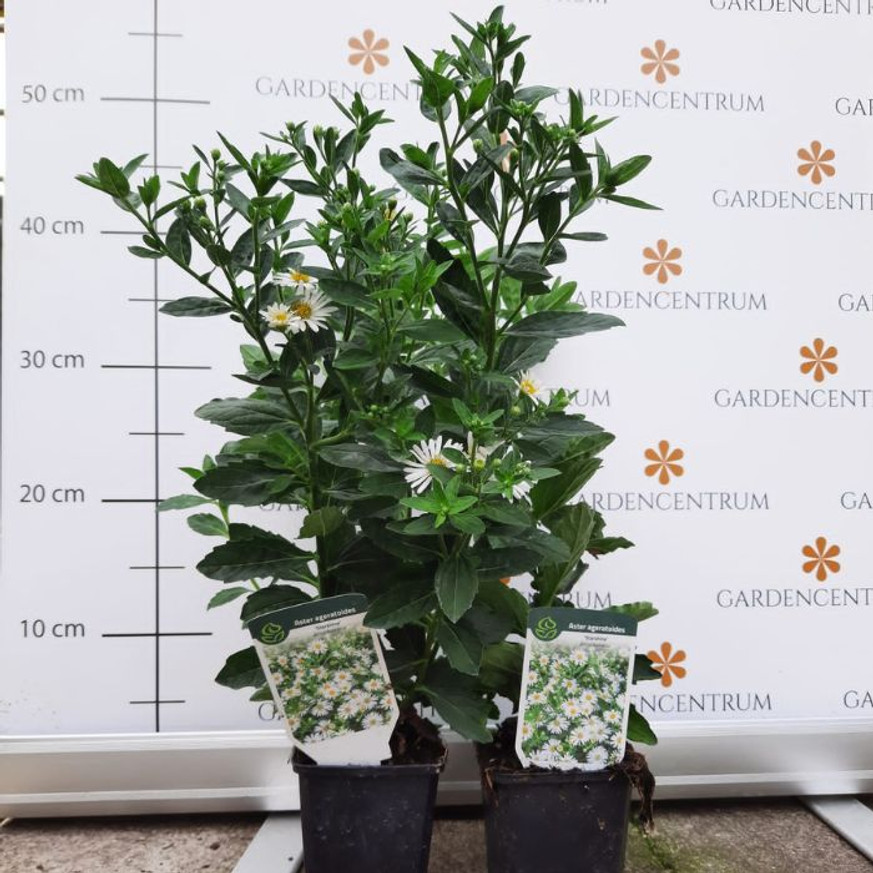 Aster ageratoides Starshine CS9 - Fehér őszirózsa Aster ageratoides Starshine CS9 - Fehér őszirózsa
