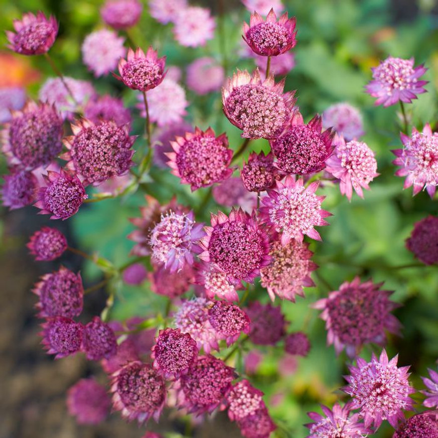 Astrantia sp - Világos rózsaszín völgycsillag Astrantia sp - Világos rózsaszín völgycsillag