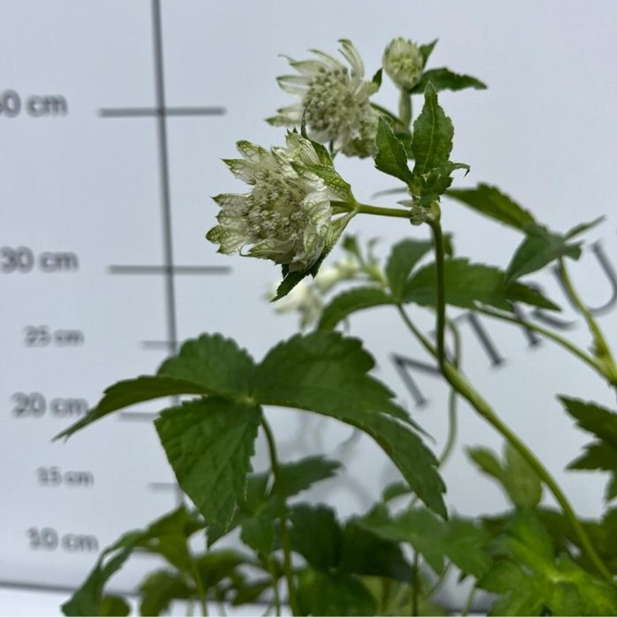 Astrantia major - Fehér völgycsillag Astrantia major - Fehér völgycsillag