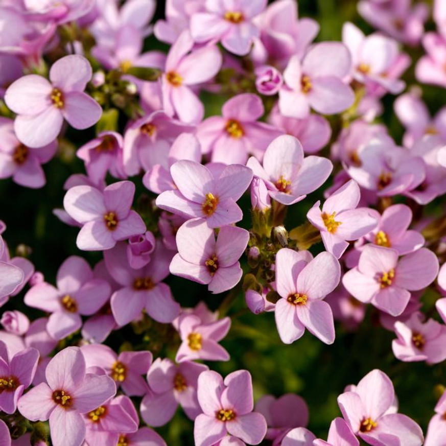 Aubrieta gracilis MIX CS9- Pázsitviola Aubrieta gracilis MIX CS9- Pázsitviola