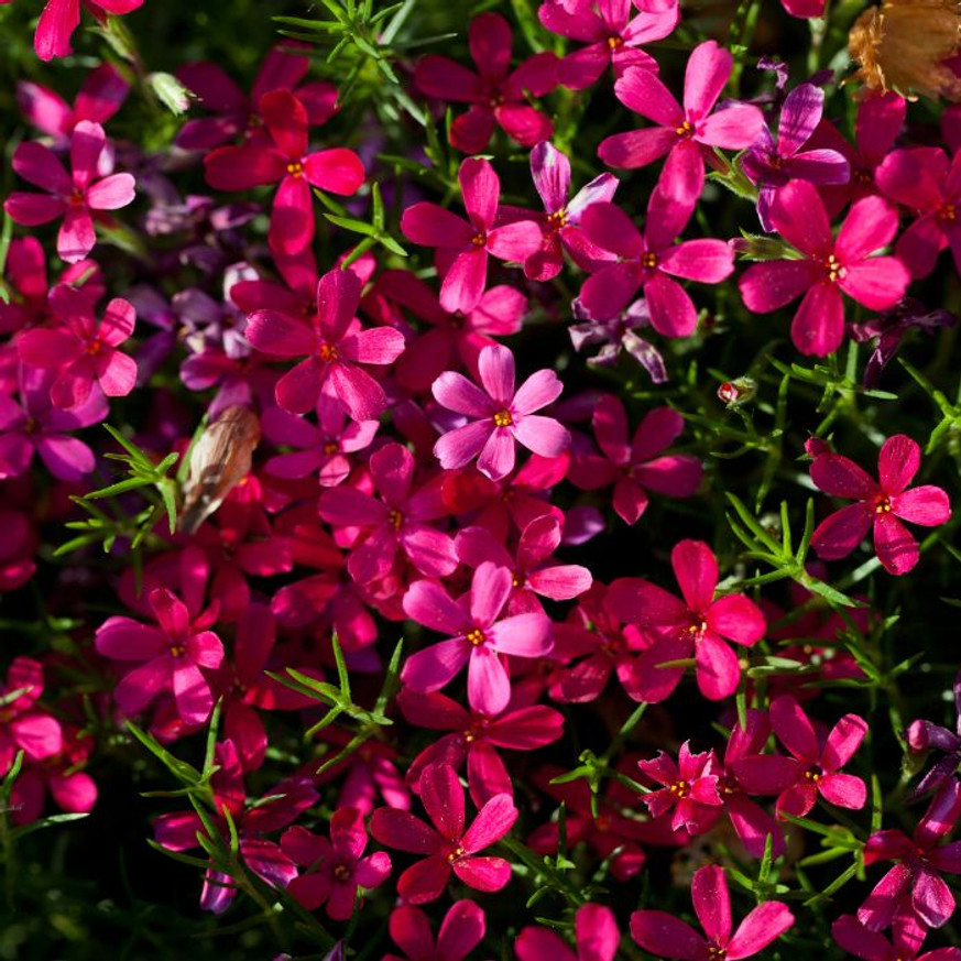 Aubrieta gracilis MIX CS9- Pázsitviola Aubrieta gracilis MIX CS9- Pázsitviola