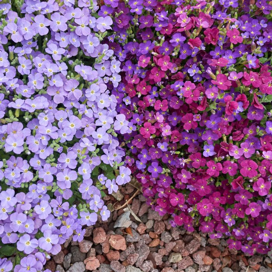 Aubrieta gracilis MIX CS9- Pázsitviola