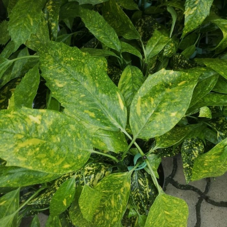 Aucuba japonica Crotonifolia - Japán tarka babérsom Aucuba japonica Crotonifolia - Japán tarka babérsom